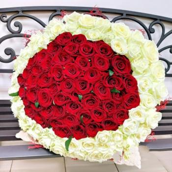 Букет 101 красно-белая роза Артикул: 134734v